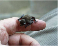 Điểm danh những loài động vật nhỏ nhất thế giới ít ai biết