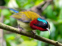 Những loài chim hút mật có vẻ đẹp rực rỡ ở Việt Nam