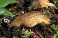 Khám phá các loài ốc sên nổi tiếng nhất trên thế giới