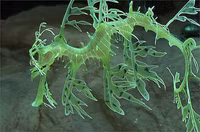 Loài 'rồng biển' quý hiếm có hình dạng giống hệt rồng trong huyền thoại 