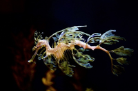 Loài 'rồng biển' quý hiếm có hình dạng giống hệt rồng trong huyền thoại 