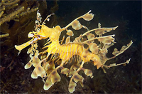 Loài 'rồng biển' quý hiếm có hình dạng giống hệt rồng trong huyền thoại 