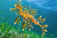 Loài 'rồng biển' quý hiếm có hình dạng giống hệt rồng trong huyền thoại 