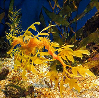 Loài 'rồng biển' quý hiếm có hình dạng giống hệt rồng trong huyền thoại 