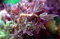 Loài 'rồng biển' quý hiếm có hình dạng giống hệt rồng trong huyền thoại 