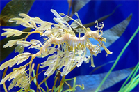 Loài 'rồng biển' quý hiếm có hình dạng giống hệt rồng trong huyền thoại 