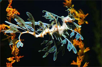 Loài 'rồng biển' quý hiếm có hình dạng giống hệt rồng trong huyền thoại 