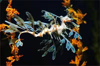 Loài 'rồng biển' quý hiếm có hình dạng giống hệt rồng trong huyền thoại 