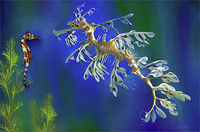 Loài 'rồng biển' quý hiếm có hình dạng giống hệt rồng trong huyền thoại 