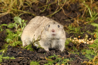 Những điều thú vị về các loài thuộc họ nhà chuột hamster