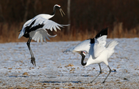 Điểm danh những loài quốc điểu nổi tiếng của các nước trên thế giới