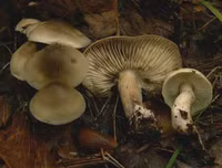 Những loài nấm độc đáo trên thế giới, có mùi kỳ lạ khó tin