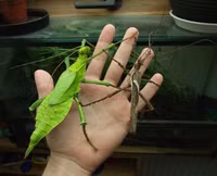 Loài côn trùng khổng lồ đầy gai được nhiều người săn lùng làm thú cưng