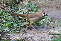 Khám phá về loài chim có tên ‘bò’ quý hiếm ở Việt Nam