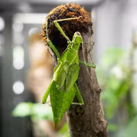 Loài côn trùng khổng lồ đầy gai được nhiều người săn lùng làm thú cưng