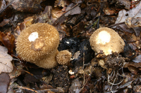 Những loài nấm độc đáo trên thế giới, có mùi kỳ lạ khó tin