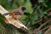 Khám phá về loài chim có tên ‘bò’ quý hiếm ở Việt Nam