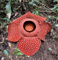 Điểm tên những loài hoa kỳ lạ trên thế giới
