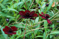 Vẻ đẹp của loài hoa có mùi thơm socola đã tuyệt chủng ở môi trường tự nhiên