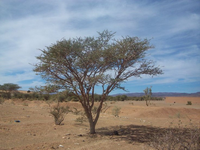 Những loài thực vật phi thường sống ở sa mạc Sahara