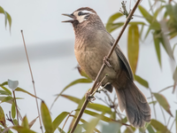 Khám phá về loài chim có tên ‘bò’ quý hiếm ở Việt Nam