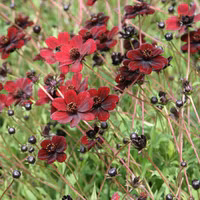 Vẻ đẹp của loài hoa có mùi thơm socola đã tuyệt chủng ở môi trường tự nhiên