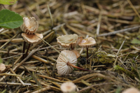 Những loài nấm độc đáo trên thế giới, có mùi kỳ lạ khó tin