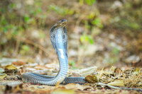 Điểm tên những loài rắn hổ thường gặp ở Việt Nam