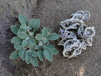 Những loài thực vật phi thường sống ở sa mạc Sahara