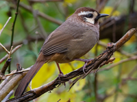 Khám phá về loài chim có tên ‘bò’ quý hiếm ở Việt Nam