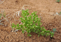 Những loài thực vật phi thường sống ở sa mạc Sahara