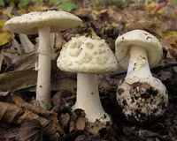 Những loài nấm độc đáo trên thế giới, có mùi kỳ lạ khó tin