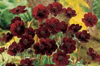 Vẻ đẹp của loài hoa có mùi thơm socola đã tuyệt chủng ở môi trường tự nhiên