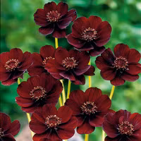 Vẻ đẹp của loài hoa có mùi thơm socola đã tuyệt chủng ở môi trường tự nhiên