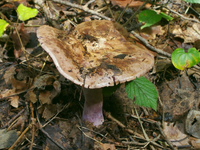 Những loài nấm độc đáo trên thế giới, có mùi kỳ lạ khó tin