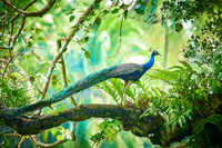 Điểm danh những loài quốc điểu nổi tiếng của các nước trên thế giới