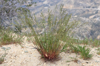 Những loài thực vật phi thường sống ở sa mạc Sahara