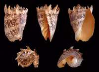 Chiêm ngưỡng vẻ đẹp của các loài ốc biển trên thế giới
