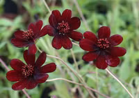 Vẻ đẹp của loài hoa có mùi thơm socola đã tuyệt chủng ở môi trường tự nhiên