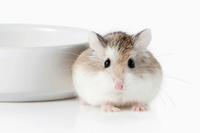 Những điều thú vị về các loài thuộc họ nhà chuột hamster