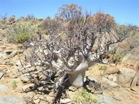 Những loài thực vật phi thường sống ở sa mạc Sahara