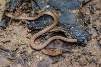 Điểm tên những loài rắn hổ thường gặp ở Việt Nam