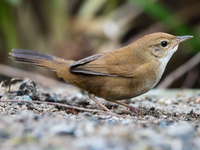 Loài chim đặc hữu cực hiếm được đặt tên là 'Đà Lạt'