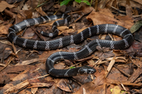 Điểm tên những loài rắn hổ thường gặp ở Việt Nam