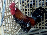 Giống gà biểu tượng quyền lực của hoàng gia cất 