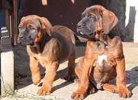 Giống chó quý hiếm được ví như 