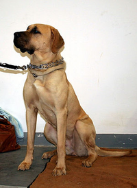 Giống chó quý hiếm được ví như 