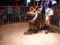 Giống chó quý hiếm được ví như 