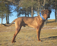 Giống chó quý hiếm được ví như 