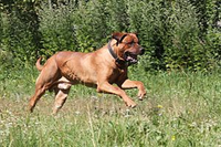 Giống chó quý hiếm được ví như 